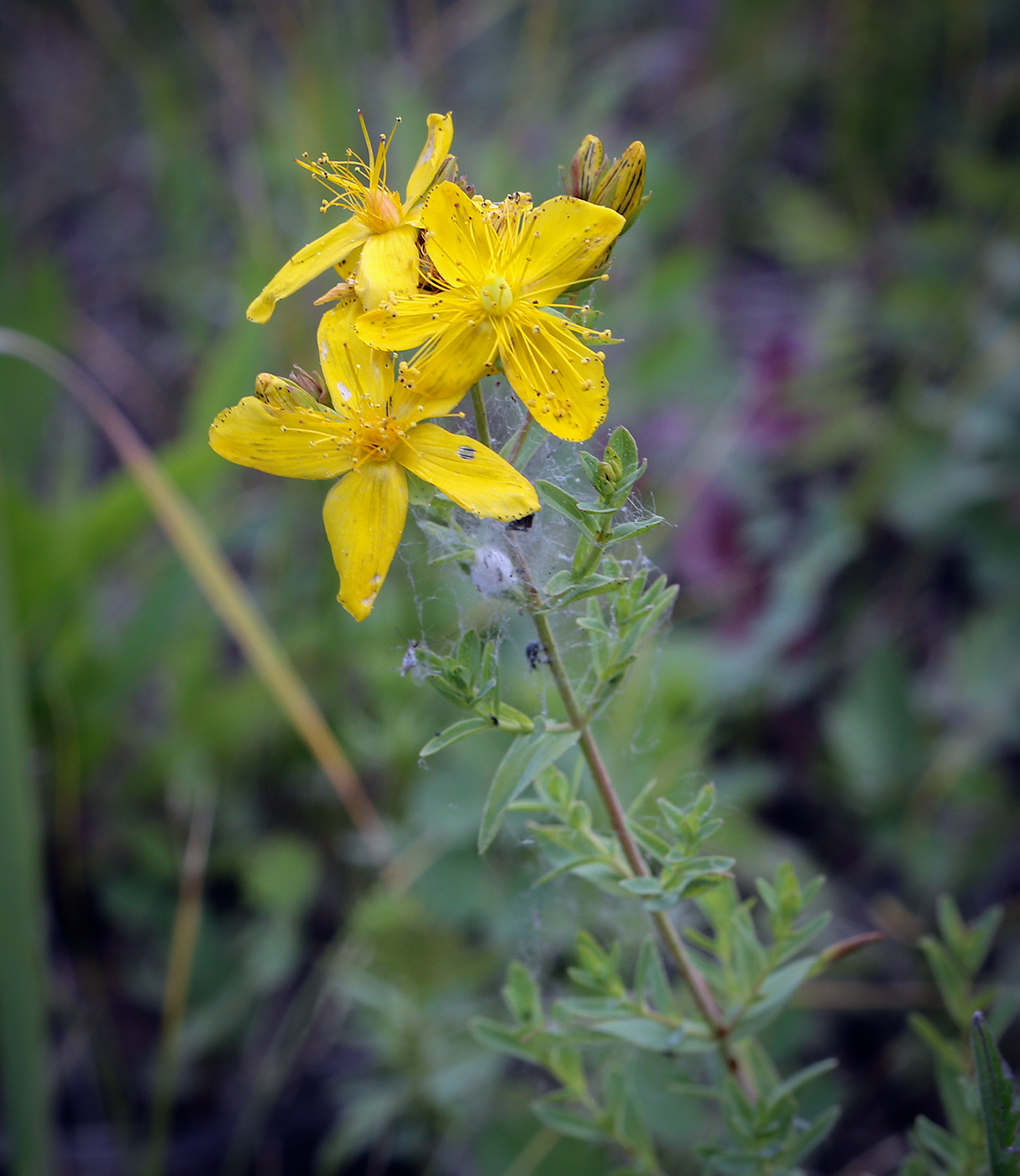 Image of Hypericum perforatum specimen.