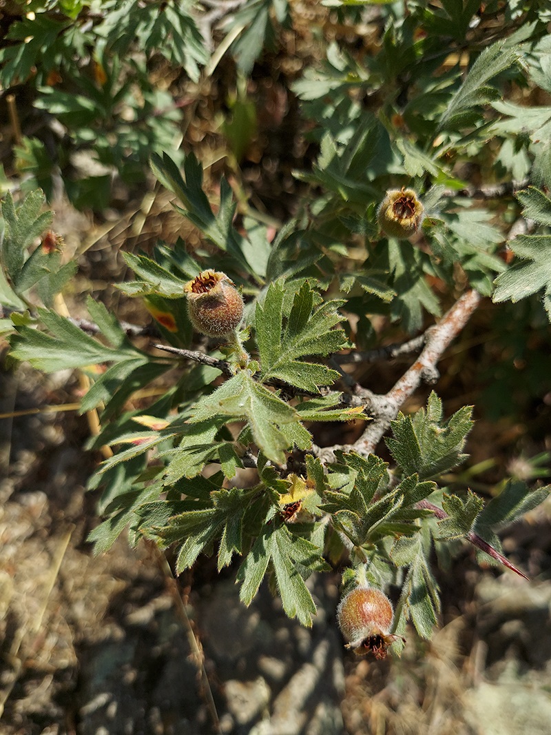 Изображение особи Crataegus orientalis.