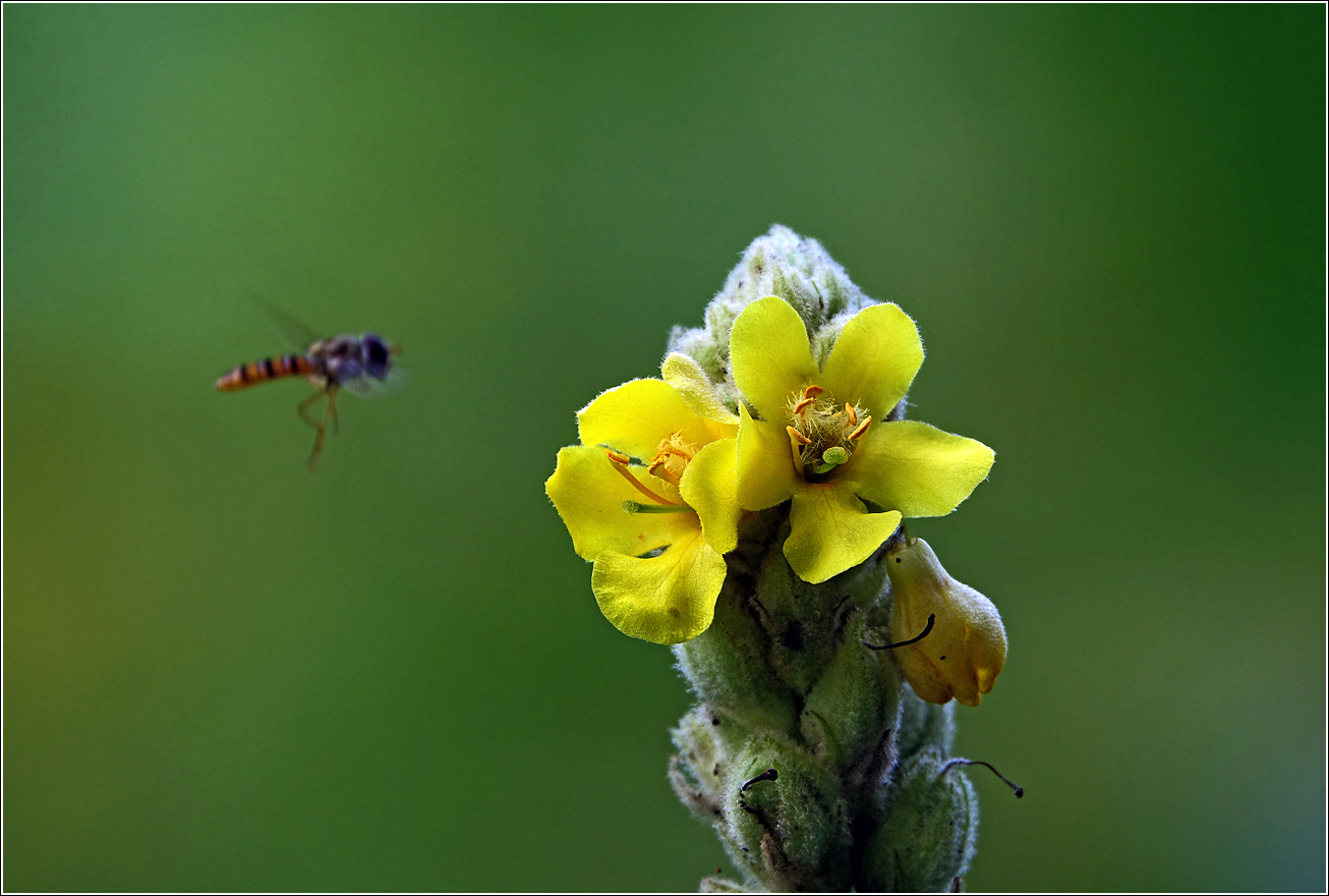 Изображение особи Verbascum thapsus.