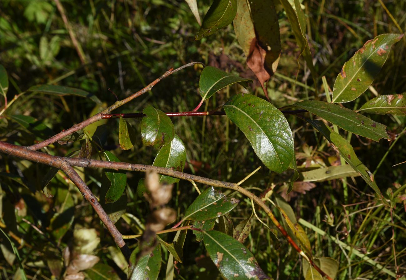 Изображение особи Salix pentandra.