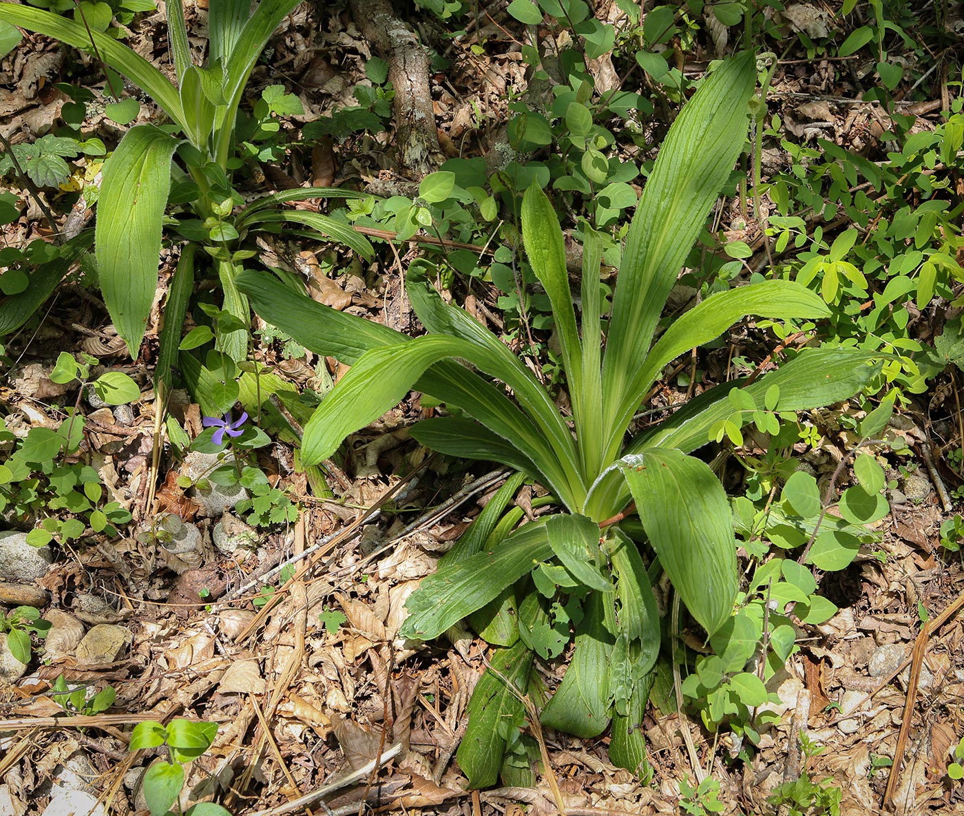 Изображение особи Digitalis schischkinii.