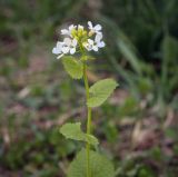 Alliaria petiolata