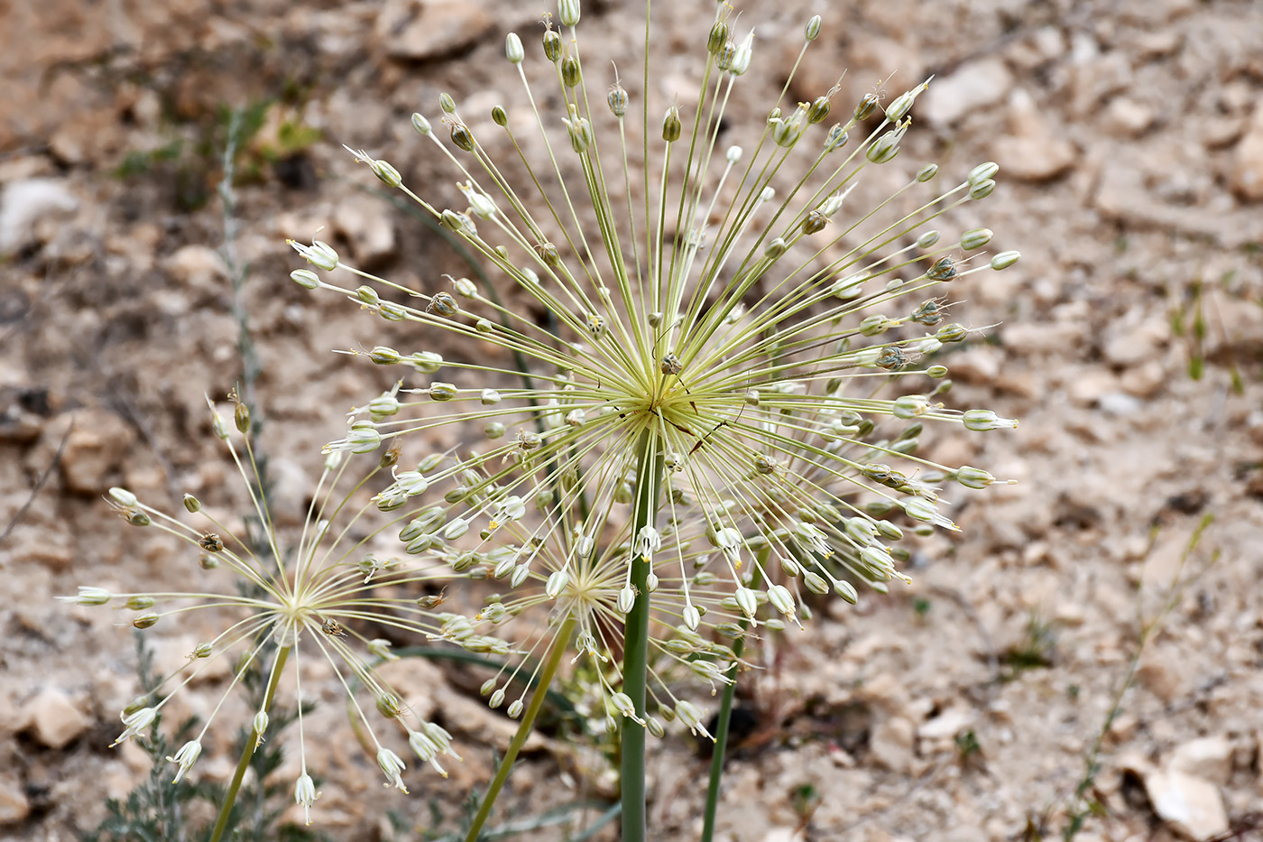 Image of Allium baissunense specimen.