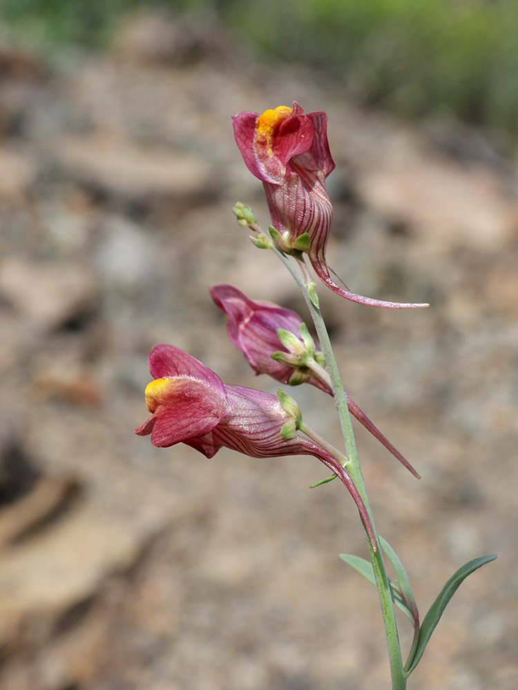 Изображение особи Linaria popovii.