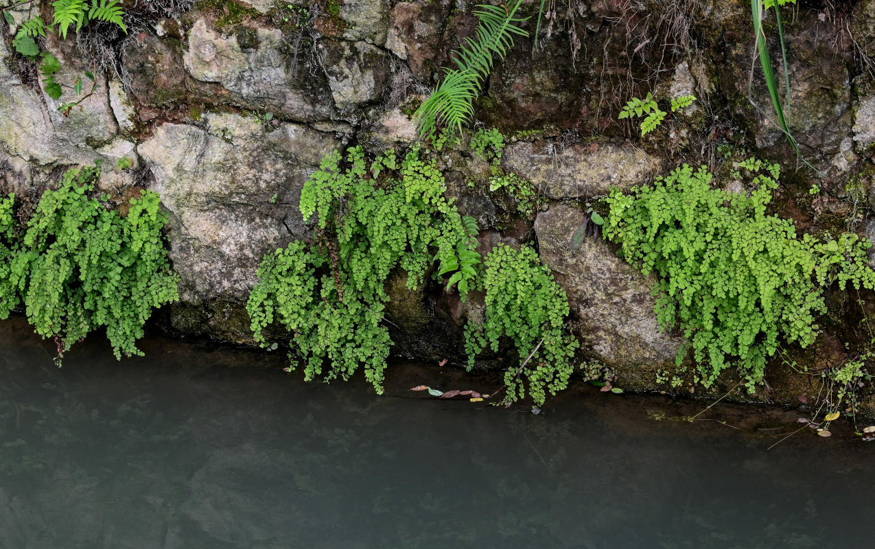 Image of Adiantum capillus-veneris specimen.