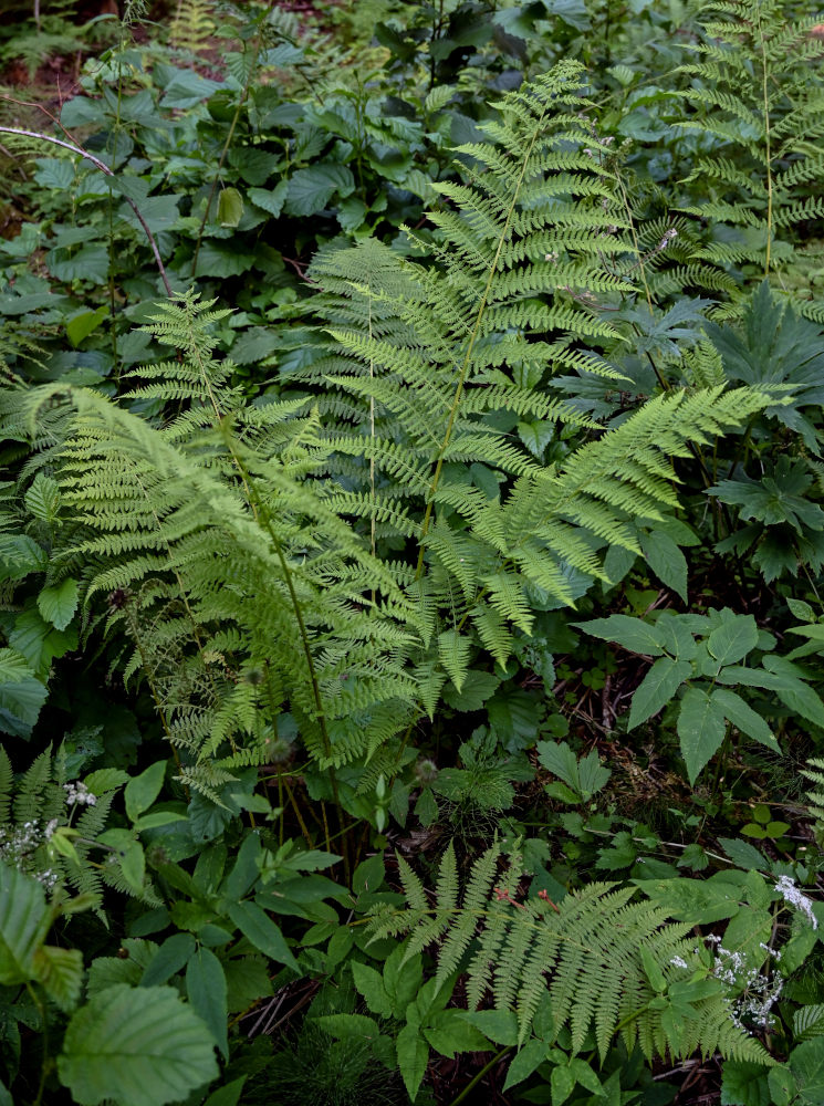 Image of Athyrium filix-femina specimen.