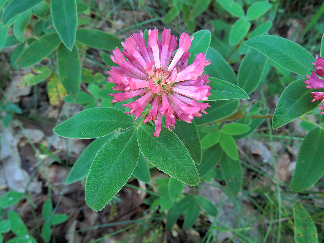 Изображение особи Trifolium medium.