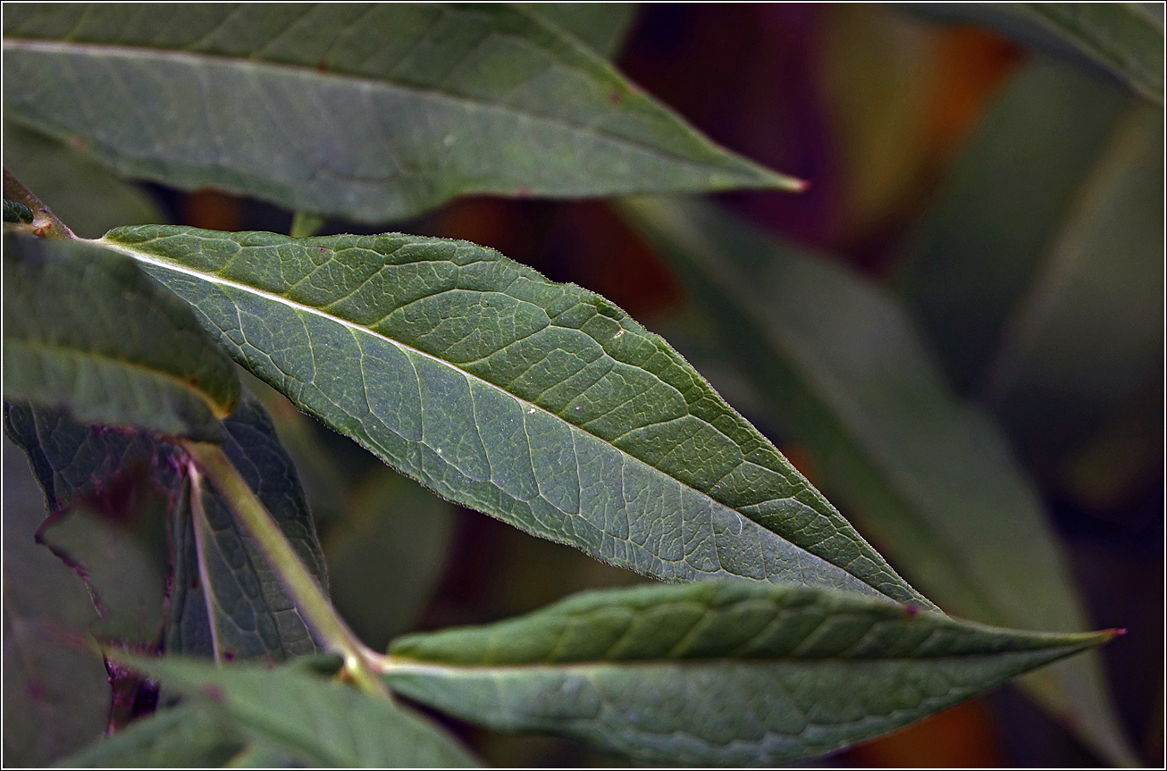 Image of Phlox paniculata specimen.