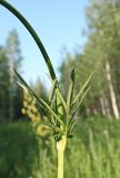 Sanguisorba parviflora. Стеблевые листья. Хабаровский край, окр. г. Комсомольск-на-Амуре, Силинский лесопарк, зарастающая просека. 30.07.02024.