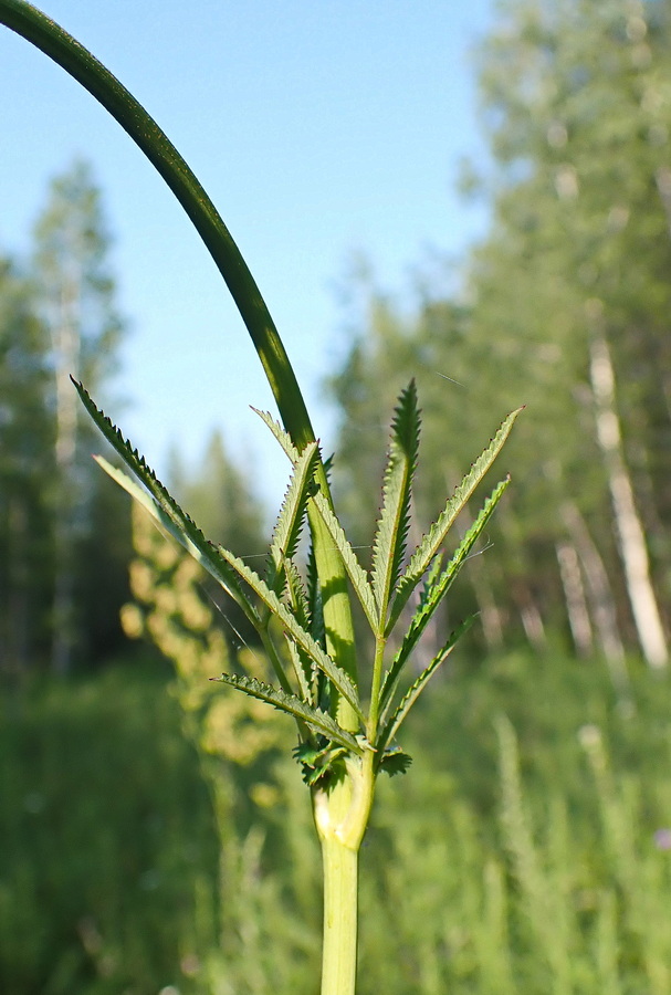 Изображение особи Sanguisorba parviflora.