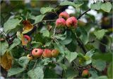 Malus prunifolia. Созревающие плоды. Московская обл., Раменский р-н, окр. дер. Хрипань, садовый участок. 02.08.2024.