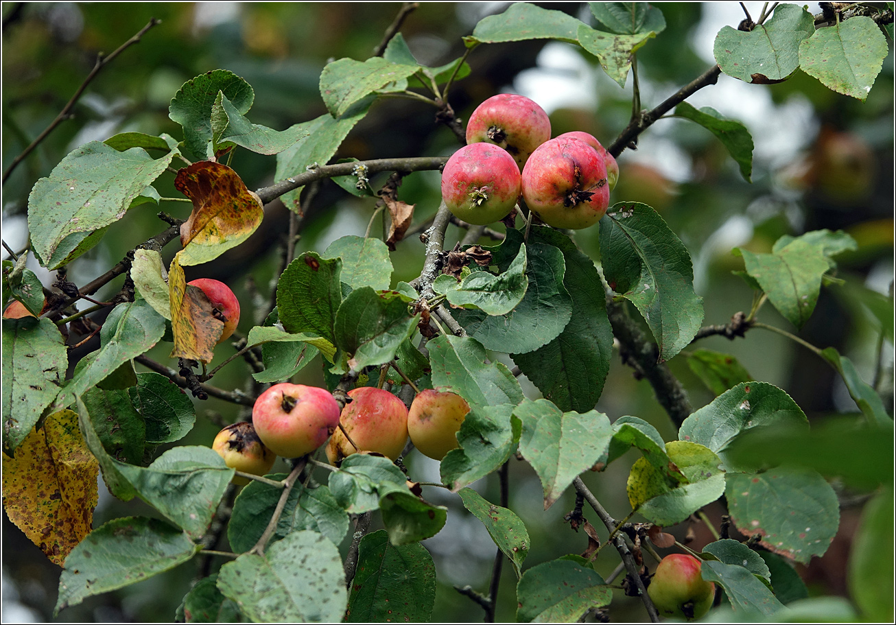 Изображение особи Malus prunifolia.