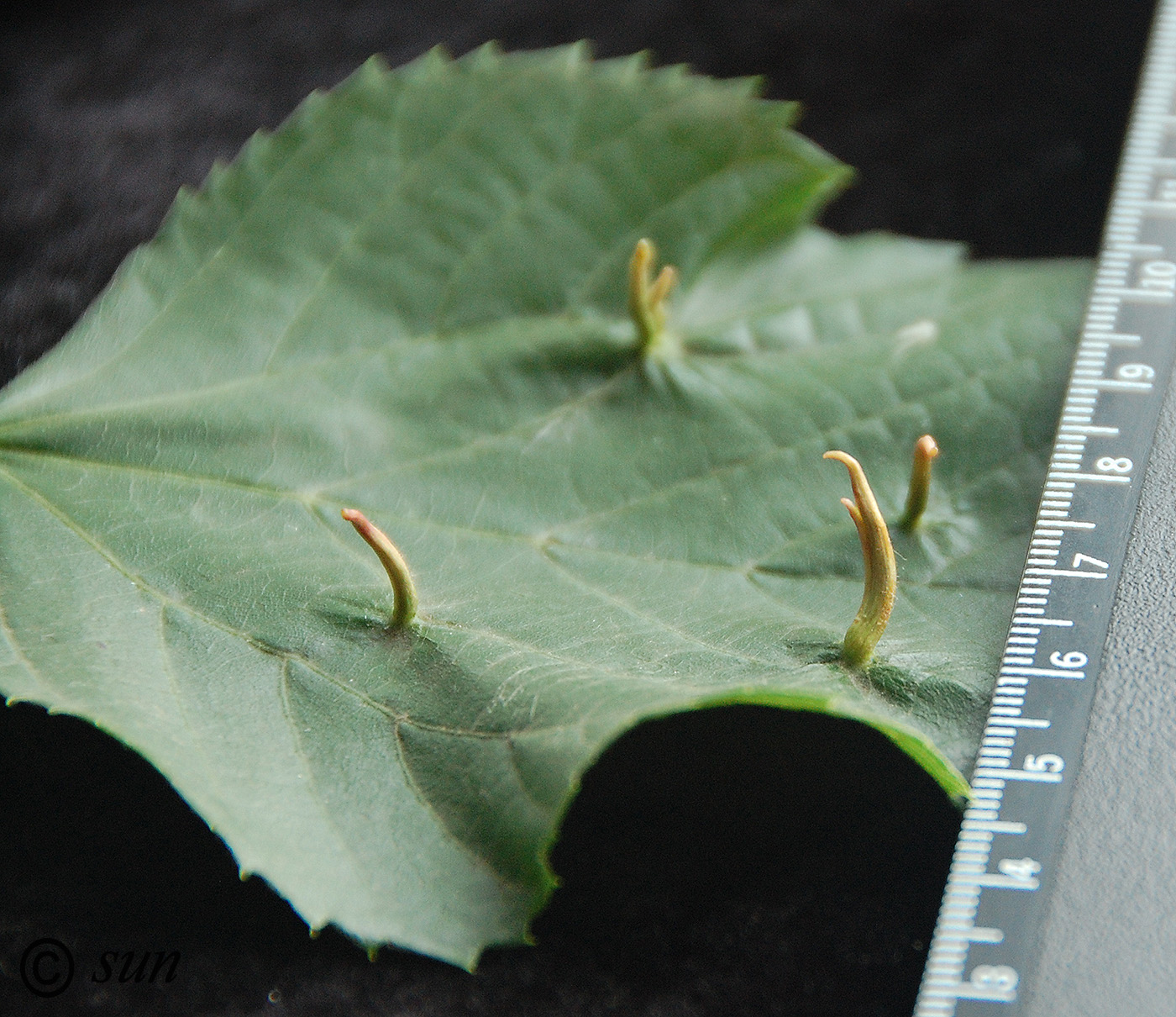 Image of Tilia cordata specimen.