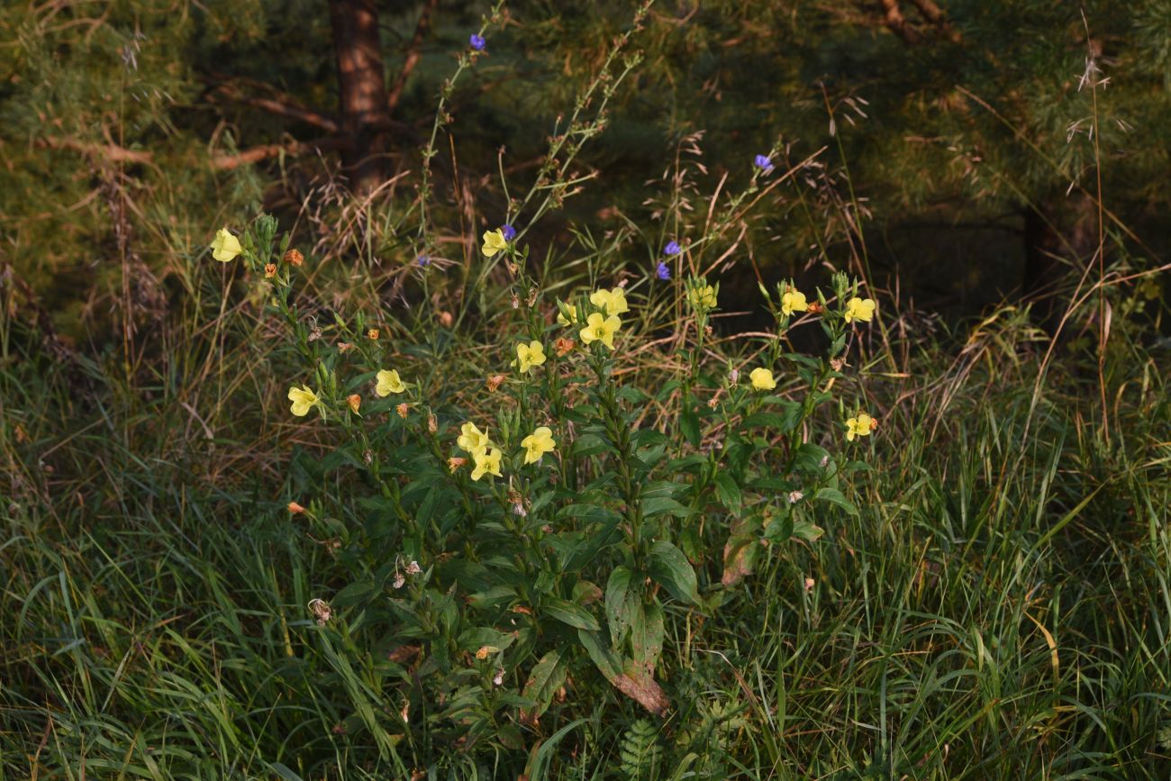 Изображение особи Oenothera biennis.