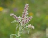 Mentha longifolia. Соцветие. Кабардино-Балкария, Черекский р-н, окр. с/п Верхняя Балкария, долина р. Хашхасу, ≈ 1300 м н.у.м., у места впадения в Черек-Балкарский. 29.07.2024.