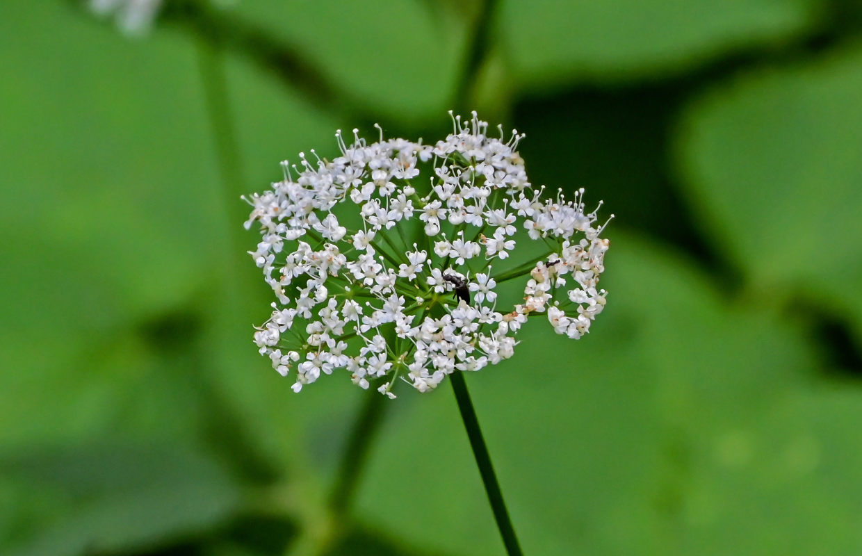 Image of Aegopodium podagraria specimen.