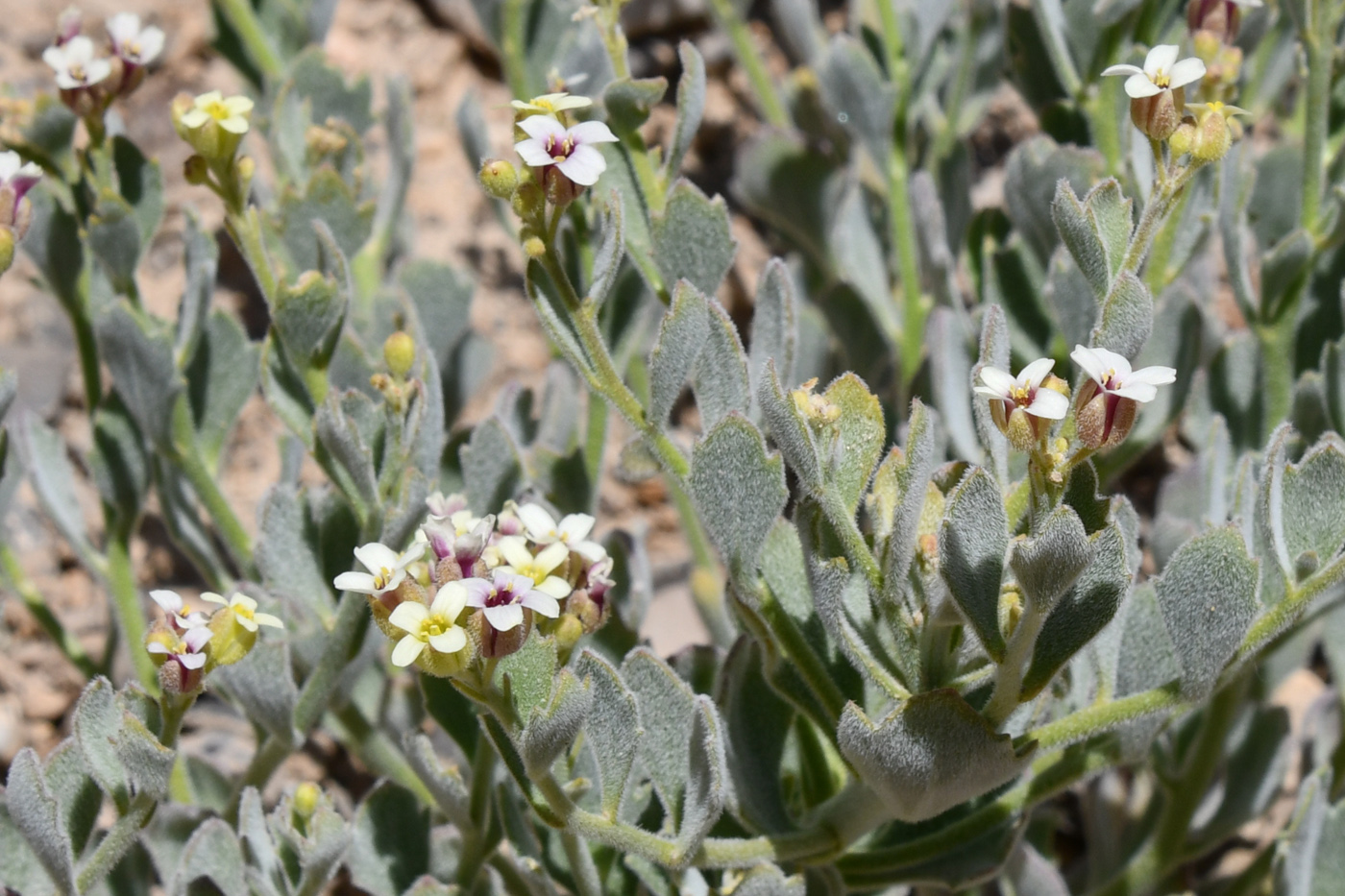 Изображение особи Christolea crassifolia.