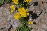 genus Draba. Цветущие растения. Кабардино-Балкария, Эльбрусский р-н, гора Чегет, юго-восточный склон, выс. ок. 2450 м н.у.м., у камней. 9 июня 2018 г.