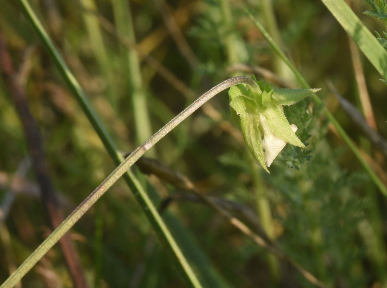 Image of Viola tricolor specimen.