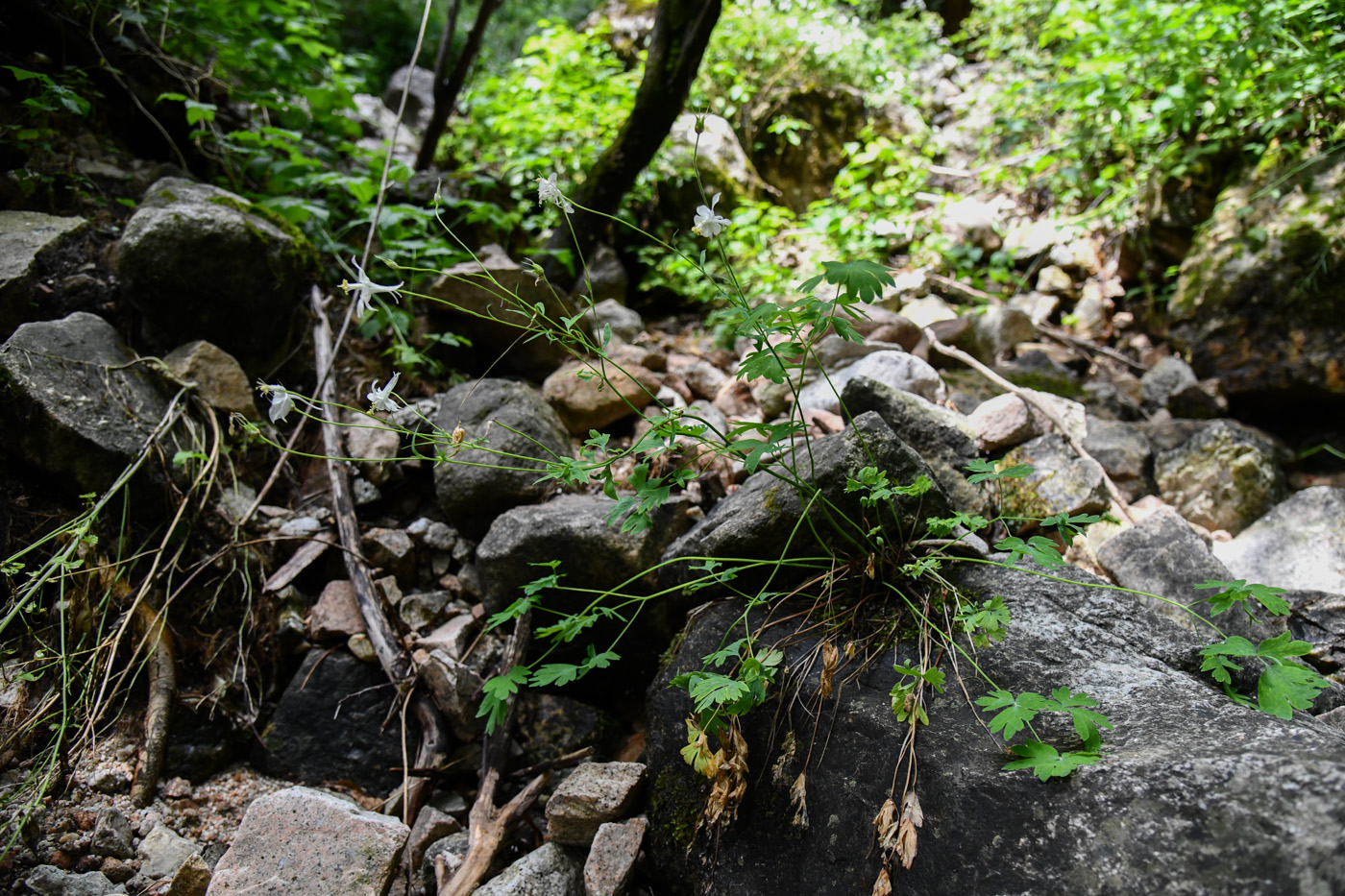 Image of Aquilegia vicaria specimen.