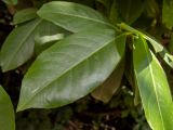 Lauro-cerasus officinalis. Лист. Крым, Южный Берег, городской округ Ялта, Массандровский парк. 29.05.2024.