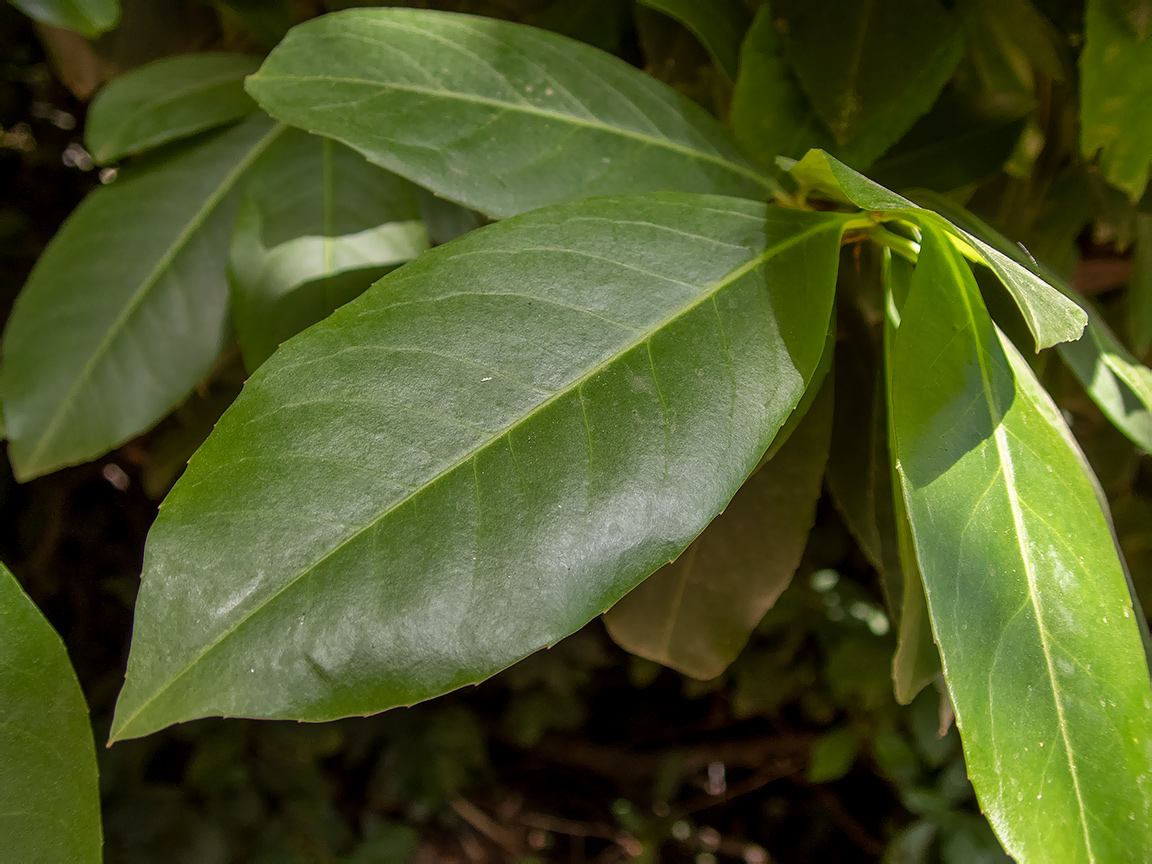 Изображение особи Lauro-cerasus officinalis.