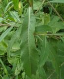 Cirsium setosum