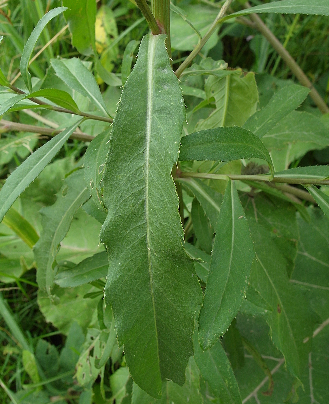 Изображение особи Cirsium setosum.