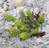 Смотреть изображение Cruciata laevipes