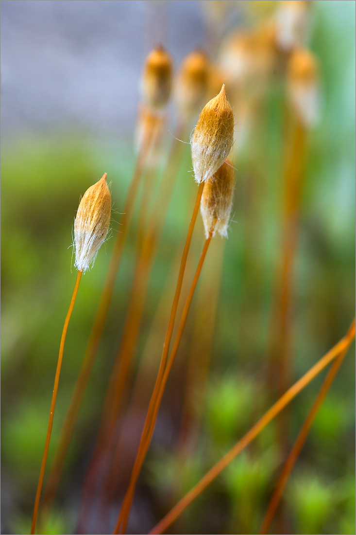 Image of Polytrichum juniperinum specimen.