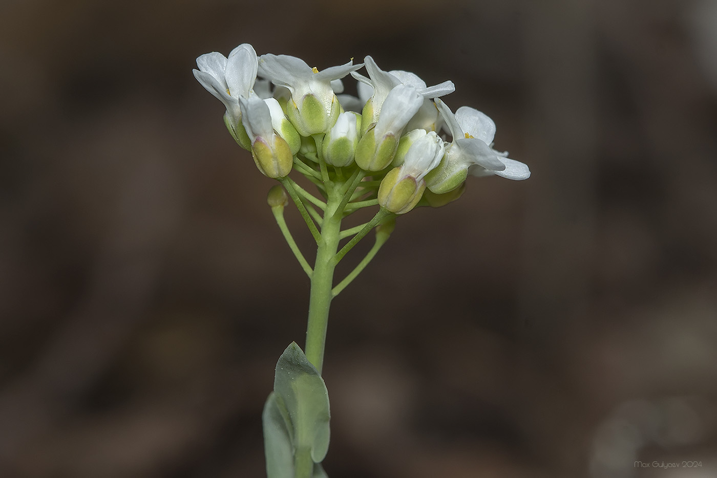 Image of Noccaea macrantha specimen.