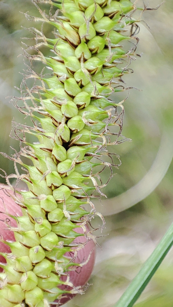 Image of Carex rostrata specimen.