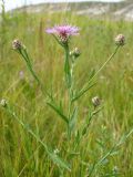 Centaurea jacea