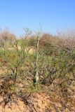 Смотреть изображение Tragopogon dubius подвид desertorum
