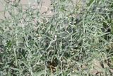 View full-size image Astragalus excedens