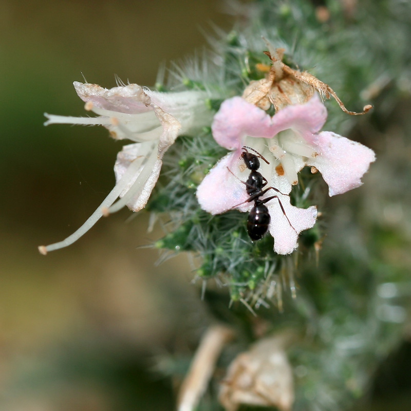 Image of Echium biebersteinii specimen.