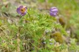 View full-size image Pulsatilla multifida