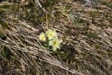 View full-size image Primula ruprechtii