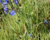View full-size image Anchusa azurea