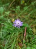 View full-size image Knautia arvensis