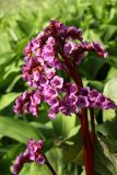 Bergenia crassifolia. Соцветие. Ленинградская обл., пос. Дубки, в культуре. 22.05.2011.