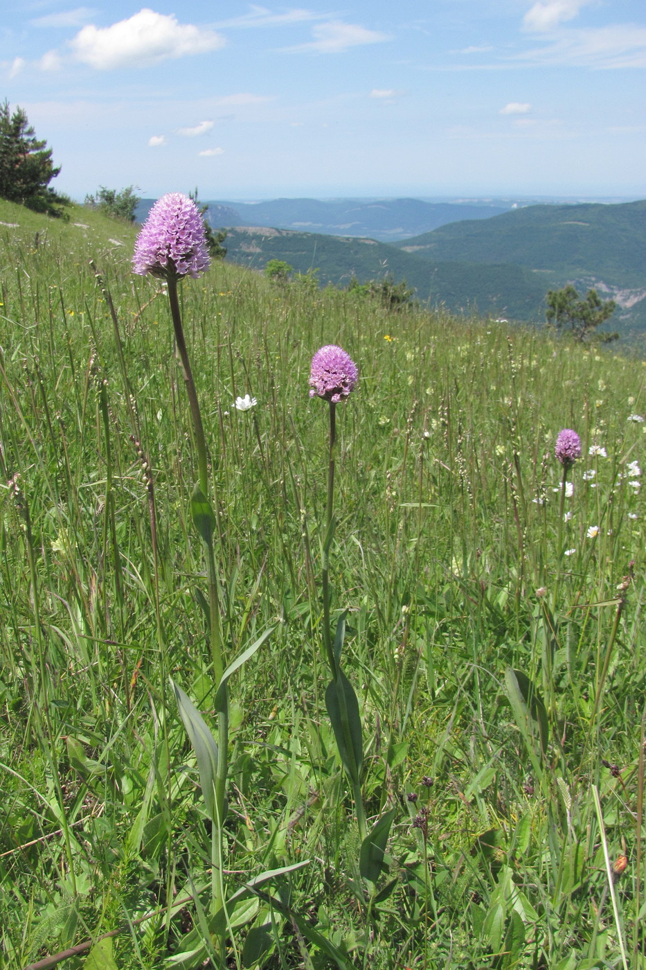 Image of Traunsteinera globosa specimen.