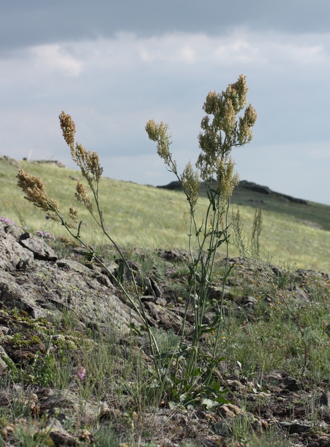 Image of Rumex thyrsiflorus specimen.