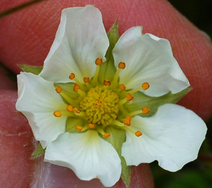 Image of Fragaria yezoensis specimen.