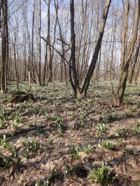 Image of Galanthus plicatus specimen.