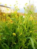 Brassica juncea