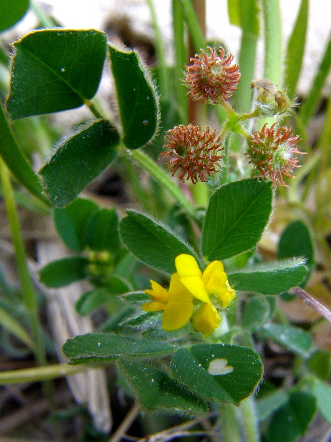 Изображение особи Medicago minima.