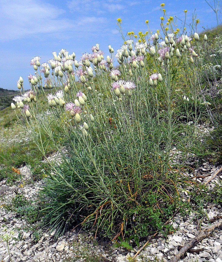 Изображение особи Jurinea stoechadifolia.