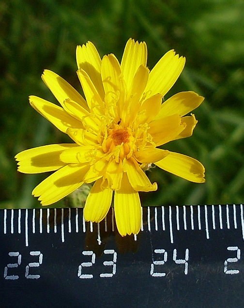 Image of Picris hieracioides specimen.