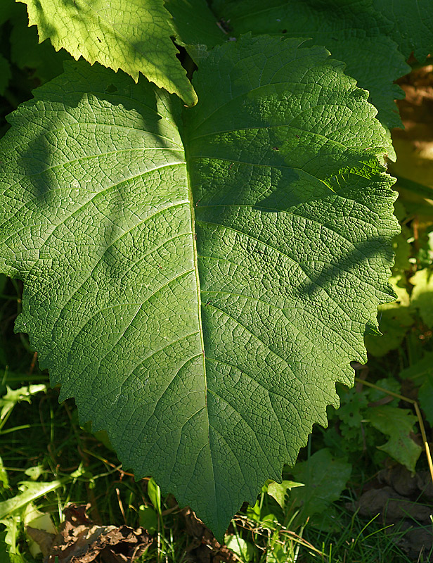 Image of Telekia speciosa specimen.